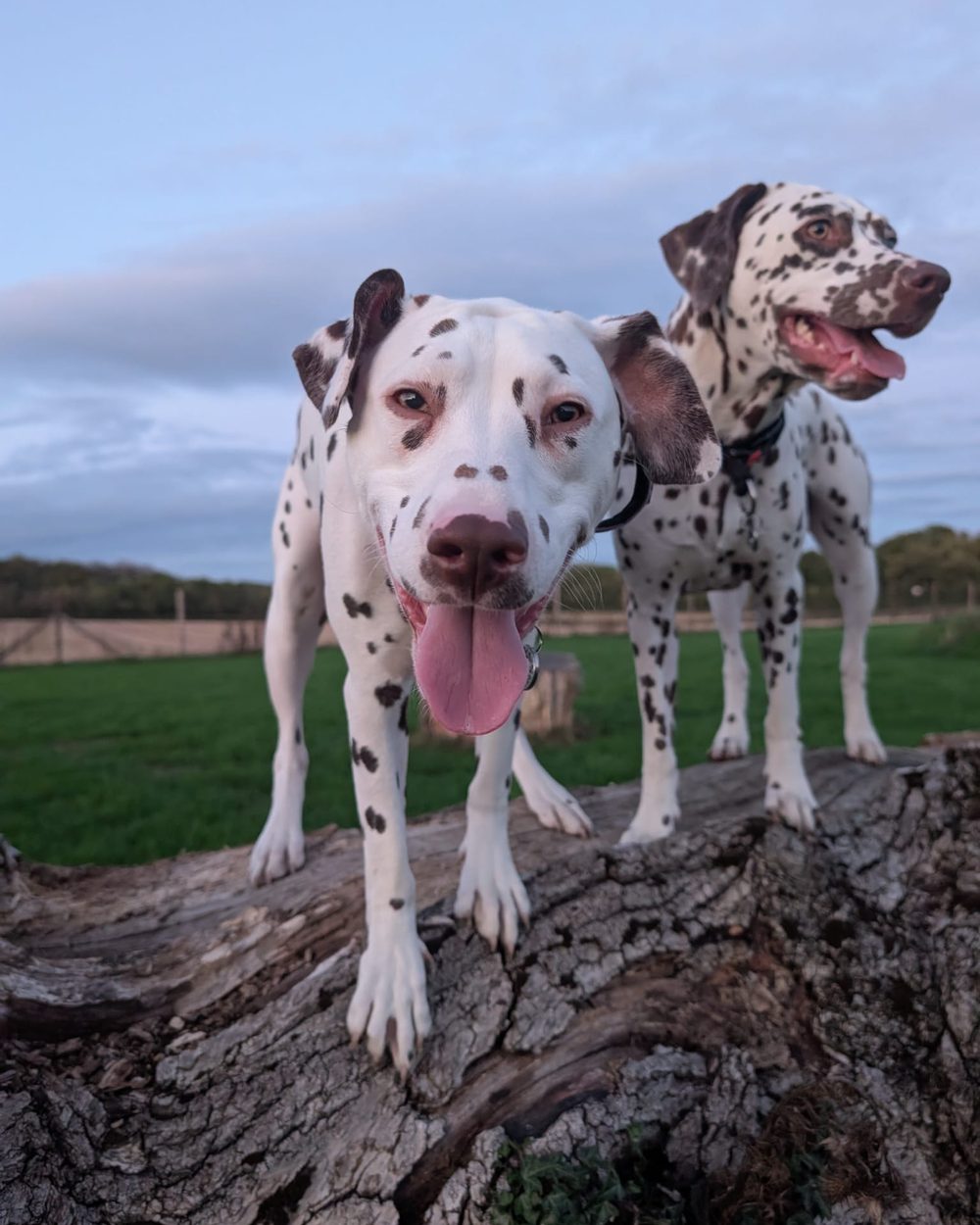 Pandora and Arlo, our two Dalmatians, standing on a fallen tree in a field